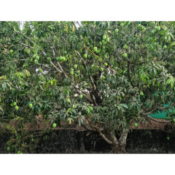 Abundance ✨🥭✨

There are so many mangoes on our tree this year that we had to tie up the branches so they don't break under the weight of the fruit.